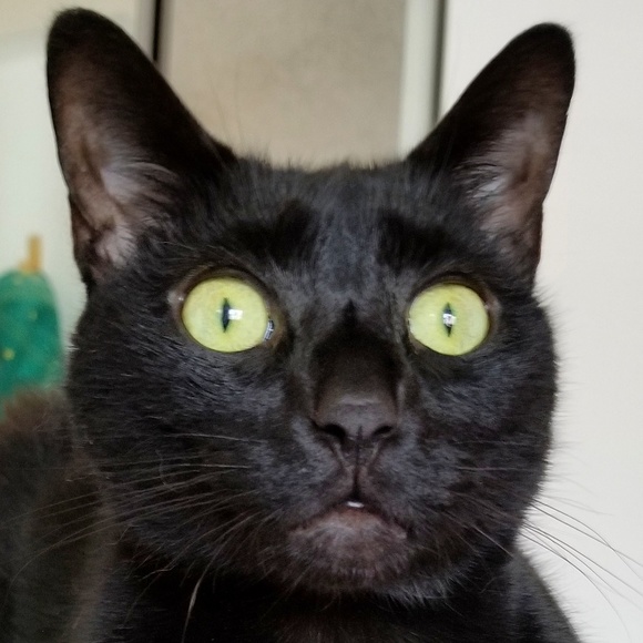 Meet your Posher, Sue - Picture 7 of 8